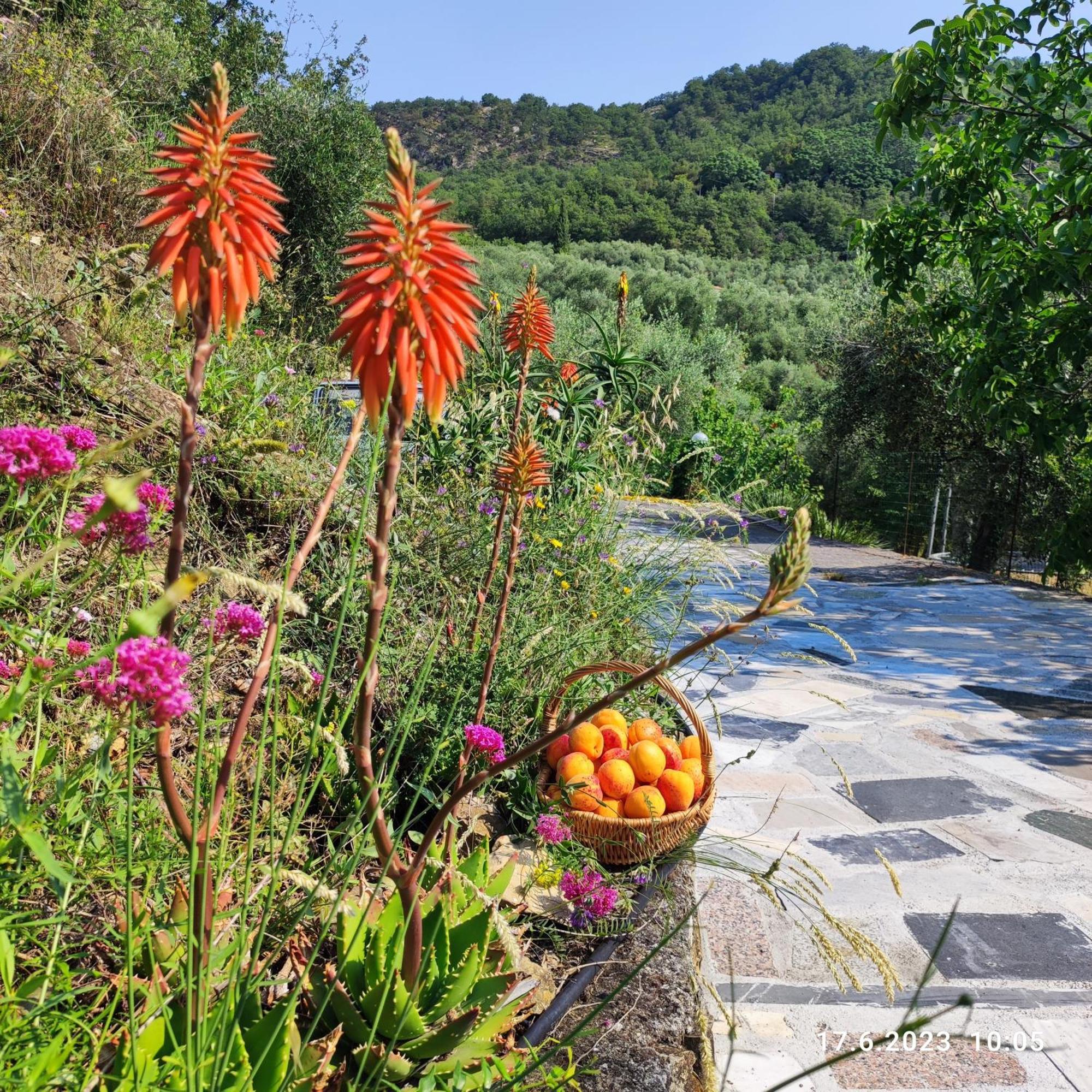 Villa Berio Due - Tuija Villa Viani 外观 照片